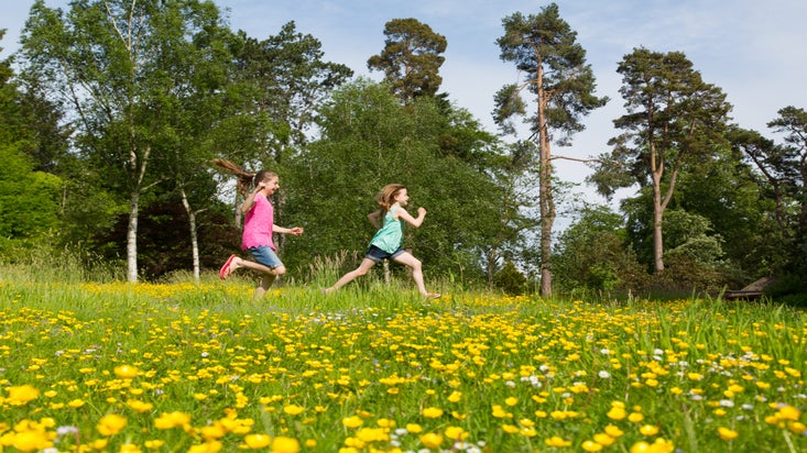 Visitors playing on the grass with butercups in the foreground